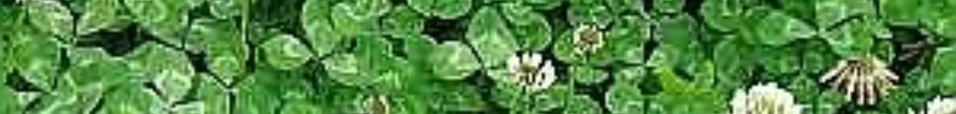 Seminţe plante furajere